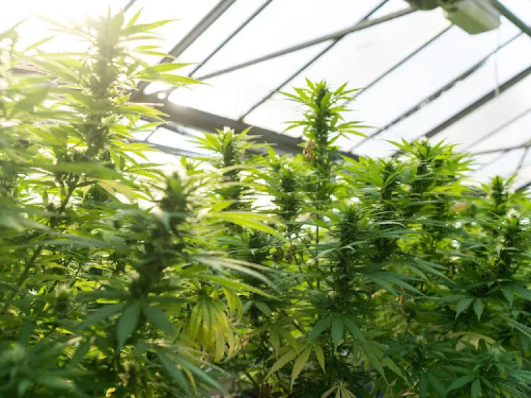 How To Harvest a Cannabis Plant At Your Home?